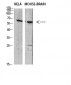 GABA T-1 Polyclonal Antibody