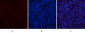 CYCS Polyclonal Antibody