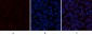 CYCS Polyclonal Antibody