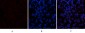 CYCS Polyclonal Antibody