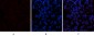 CYCS Polyclonal Antibody