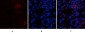 CYCS Polyclonal Antibody