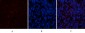 CYCS Polyclonal Antibody