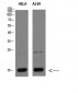 CYCS Polyclonal Antibody