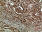 DCT Polyclonal Antibody