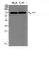 DCT Polyclonal Antibody