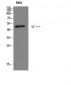 IRF3 Polyclonal Antibody