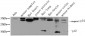 Caspase-3 Polyclonal Antibody