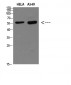 DCT Polyclonal Antibody
