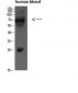 IL16 Polyclonal Antibody