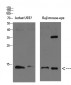 Tcl1 Polyclonal Antibody