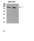 Catenin-β Polyclonal Antibody