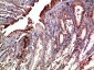 Mox1 Polyclonal Antibody