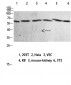 Mox1 Polyclonal Antibody