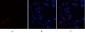 Annexin I Polyclonal Antibody