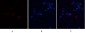 Annexin I Polyclonal Antibody