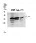 Annexin I Polyclonal Antibody