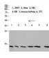 Cystatin A Polyclonal Antibody