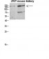 Flt-4 Polyclonal Antibody