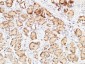 EGF Polyclonal Antibody