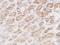 EGF Polyclonal Antibody