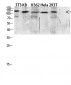 EGF Polyclonal Antibody