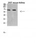 RANK Polyclonal Antibody