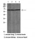 Mac-2BP Polyclonal Antibody