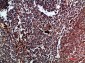 Cdk6 Polyclonal Antibody