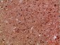 IKKγ Polyclonal Antibody