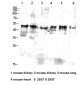 CD64 Polyclonal Antibody