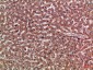 PD-L2 Polyclonal Antibody