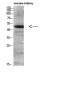 DC-LAMP Polyclonal Antibody