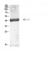 IL-12B p40 Polyclonal Antibody