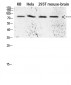 Tau Polyclonal Antibody