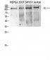 DAAM1 Polyclonal Antibody