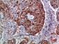 Integrin α1 Polyclonal Antibody