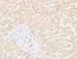 ANG I Polyclonal Antibody
