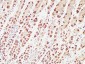 pS2 Polyclonal Antibody