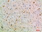 CD108 Polyclonal Antibody