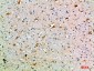 CD108 Polyclonal Antibody