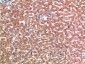 CD137 Polyclonal Antibody