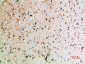 CD152 Polyclonal Antibody
