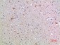 Frizzled-9 Polyclonal Antibody