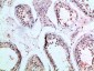 Frizzled-9 Polyclonal Antibody