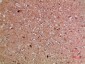 Artn Polyclonal Antibody