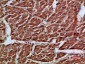 Artn Polyclonal Antibody