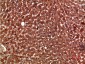 PON1 Polyclonal Antibody