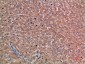 Chordin Polyclonal Antibody