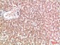 EPG5 Polyclonal Antibody